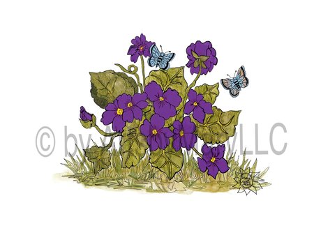 Art Prints Violets and Butterflies